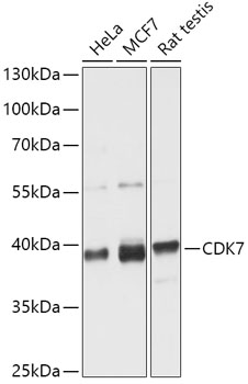 [KO Validated] CDK7 Rabbit pAb