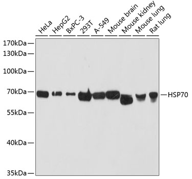HSP70/HSPA1 Rabbit pAb