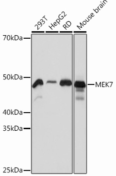 [KO Validated] MEK7 Rabbit mAb