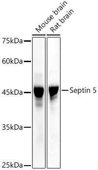 Septin 5 Rabbit pAb