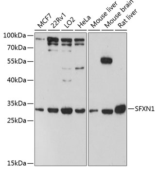 SFXN1 Rabbit pAb