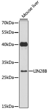 LIN28B Rabbit pAb
