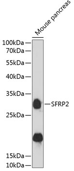 SFRP2 Rabbit pAb