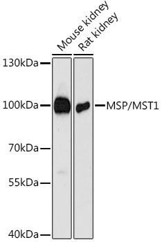 MSP/MST1 Rabbit pAb