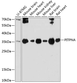 PITPNA Rabbit pAb