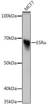 ESR_ Rabbit mAb
