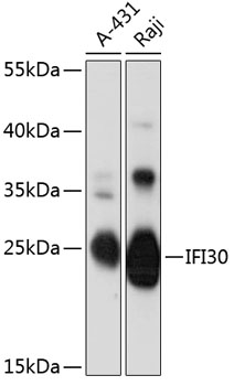 IFI30 Rabbit pAb