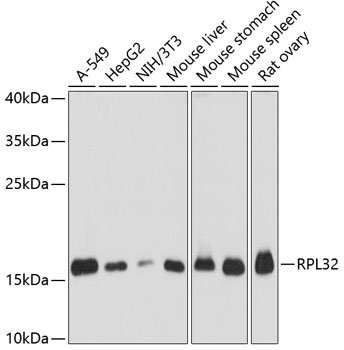 RPL32 Rabbit pAb