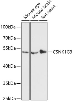 CSNK1G3 Rabbit pAb