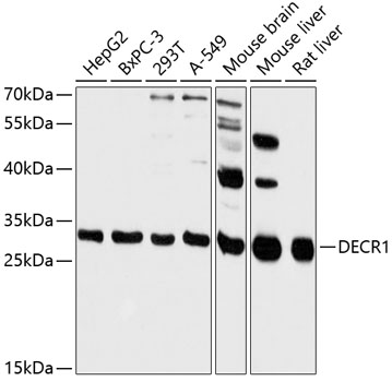 DECR1 Rabbit pAb