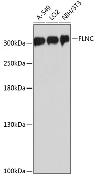 FLNC Rabbit pAb