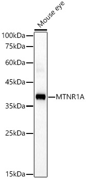 MTNR1A Rabbit pAb