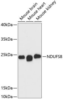 NDUFS8 Rabbit pAb