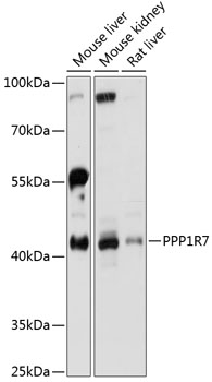 PPP1R7 Rabbit pAb