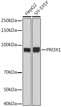 PROX1 Rabbit pAb