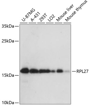 RPL27 Rabbit pAb