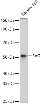 SAG Rabbit pAb