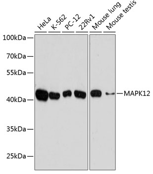 MAPK12 Rabbit pAb
