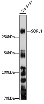 SORL1 Rabbit pAb
