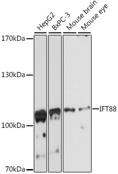 IFT88 Rabbit pAb