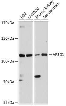 AP3D1 Rabbit pAb