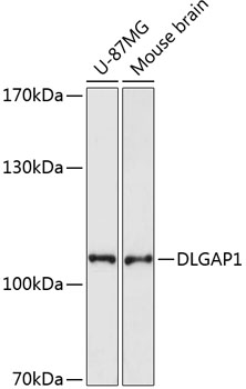 DLGAP1 Rabbit pAb