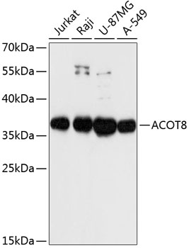 ACOT8 Rabbit pAb