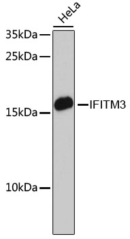 [KO Validated] IFITM3 Rabbit pAb