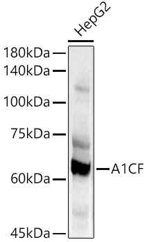 A1CF Rabbit pAb