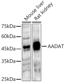 AADAT Rabbit pAb