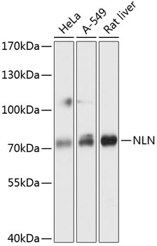 NLN Rabbit pAb