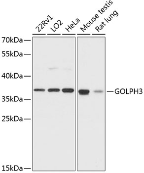 GOLPH3 Rabbit pAb