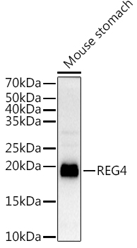 REG4 Rabbit pAb
