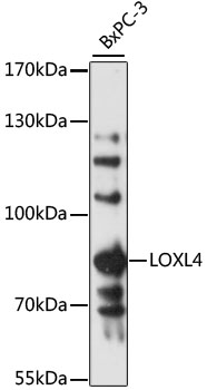 LOXL4 Rabbit pAb