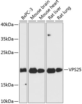 VPS25 Rabbit pAb
