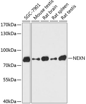 NEXN Rabbit pAb