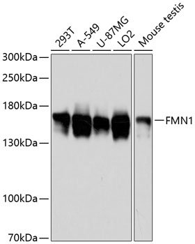 FMN1 Rabbit pAb