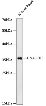 DNASE1L1 Rabbit pAb