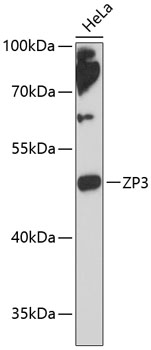ZP3 Rabbit pAb