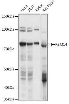 RBM14 Rabbit pAb