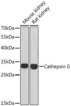 Cathepsin G Rabbit pAb