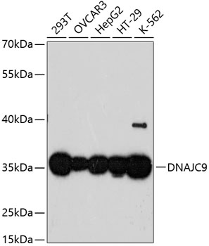 DNAJC9 Rabbit pAb