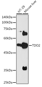 TDO2 Rabbit pAb