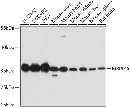 MRPL45 Rabbit pAb