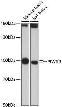 PIWIL3 Rabbit pAb