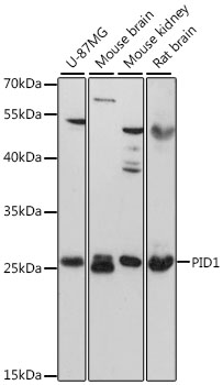 PID1 Rabbit pAb