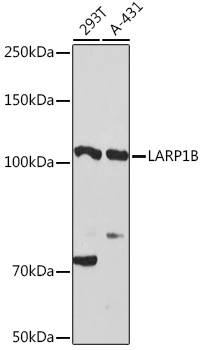 LARP1B Rabbit pAb