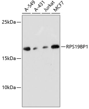 RPS19BP1 Rabbit pAb