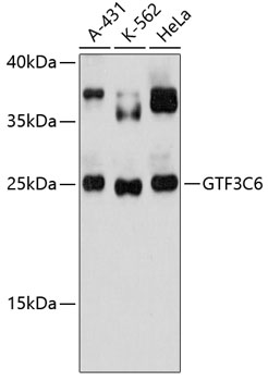 GTF3C6 Rabbit pAb