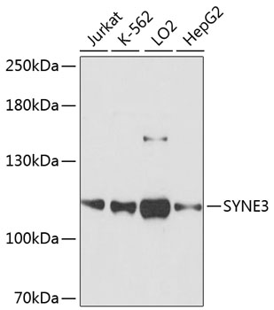 SYNE3 Rabbit pAb